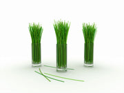 Lemon Grass - Lemongrass - East Indian - Cymbopogon Ciatrus - Herb Seeds