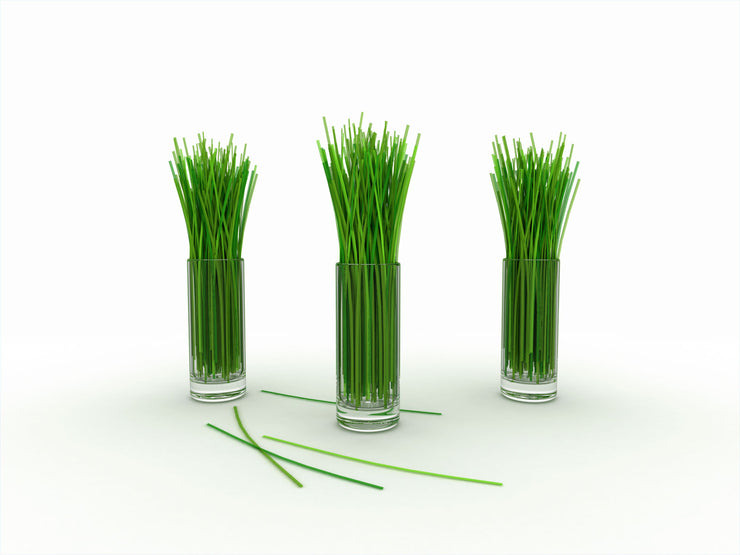 Lemon Grass - Lemongrass - East Indian - Cymbopogon Ciatrus - Herb Seeds