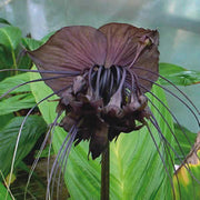 Black Bat Flower - Tacca Chantrieri - Exotic Chinese Bulb Seeds - Devil Flower