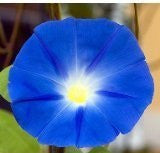 Heavenly Blue Morning Glory - Ipomoea Tricolor - Seeds