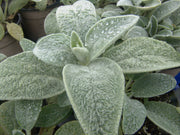 Stachys byzantina - Lambs Ears - Perennial Herb / Flower - 40 Seeds