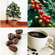 Dwarf Coffee - Coffea Arabica Nana - Evergreen Tree - Seeds