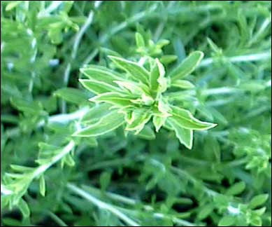 Summer Savory - Satureja Hortensis - Culinary Herb - 400 Seeds