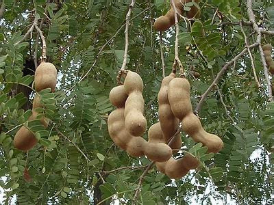 Tamarind  Tamarindus Indica - Fruit Tree - Edible Fruit / Bonsai - 5 Seeds