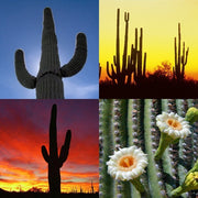 Giant Saguaro Cactus - Carnegia Gigantea - Seeds