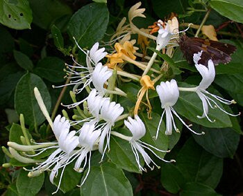 Japanese Honeysuckle - Lonicera japonica - Ground Cover - Creeping Vine - 5 Seeds