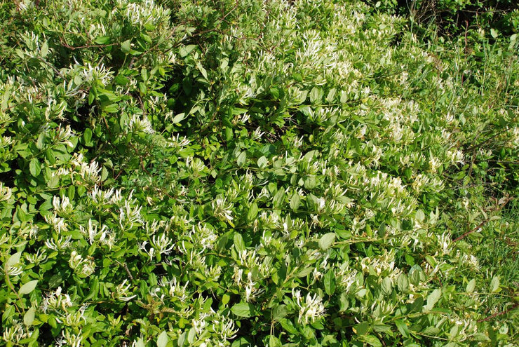 Japanese Honeysuckle - Lonicera japonica - Ground Cover - Creeping Vine - 5 Seeds