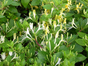 Japanese Honeysuckle - Lonicera japonica - Ground Cover - Creeping Vine - 5 Seeds