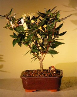 Japanese Honeysuckle - Lonicera japonica - Ground Cover - Creeping Vine - 5 Seeds