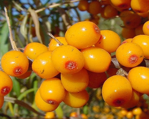 Sea Buckthorn - Hippophae Rhamnoides - Bonsai / Exotic Tree - 10 Seeds