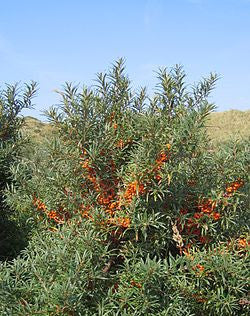 Sea Buckthorn - Hippophae Rhamnoides - Bonsai / Exotic Tree - 10 Seeds