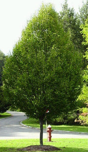 Common / European Hornbeam - Bonsai - Carpinus betulus - 10 Seeds