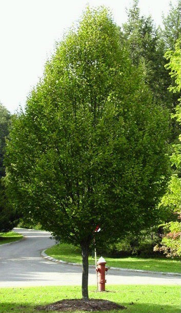 Common / European Hornbeam - Bonsai - Carpinus betulus - 10 Seeds