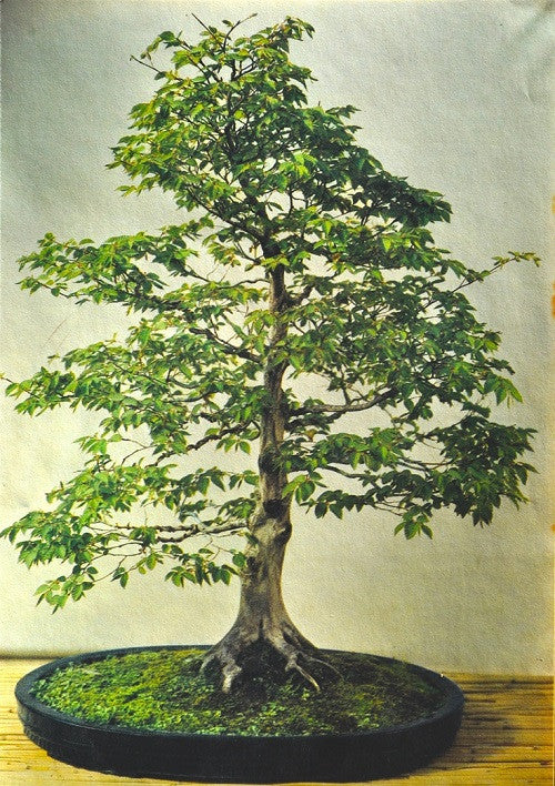 Common / European Hornbeam - Bonsai - Carpinus betulus - 10 Seeds