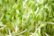 Alfalfa Sprouting Seeds - Lucerne - Medicago Sativa