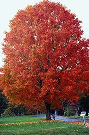 Sugar Maple Tree - Acer saccharum - Exotic Deciduous Tree / Bonsai Tree - 5 Seeds