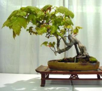 Sugar Maple Tree - Acer saccharum - Exotic Deciduous Tree / Bonsai Tree - 5 Seeds