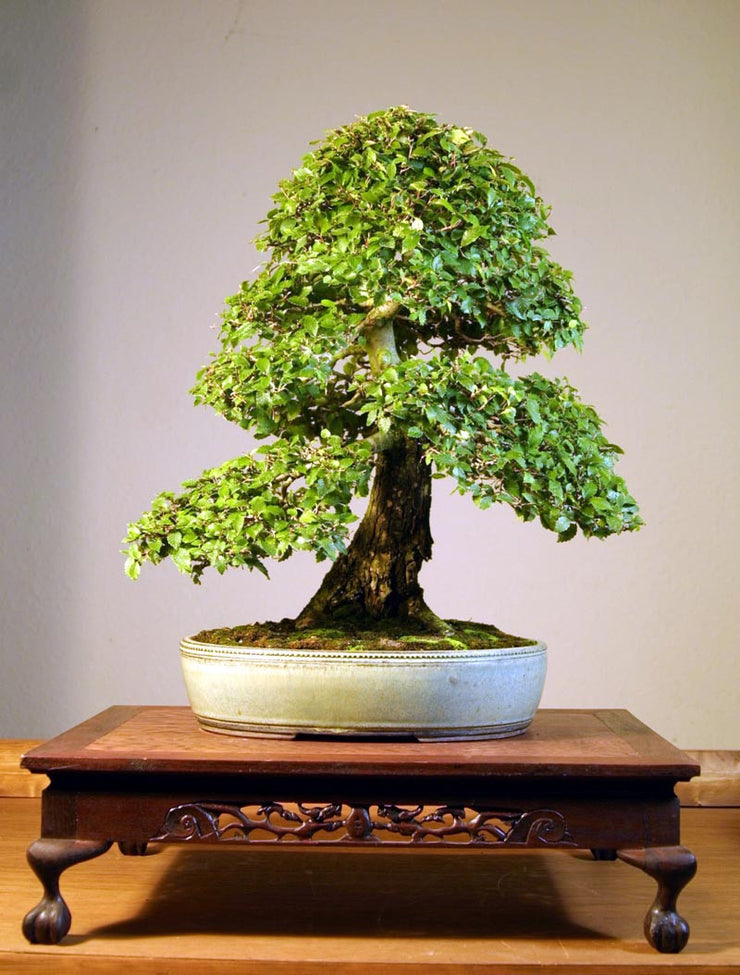 american elm tree bonsai American Elm - Ulmus Americana Seeds