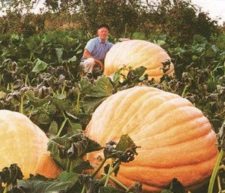 Atlantic Giant Pumpkin - Cucurbita Maxima - 5 Seeds - Grows up to 500kgs!!!