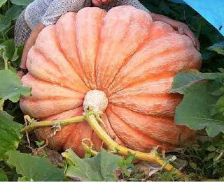 Atlantic Giant Pumpkin - Cucurbita Maxima - 5 Seeds - Grows up to 500kgs!!!