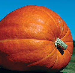 Atlantic Giant Pumpkin - Cucurbita Maxima - 5 Seeds - Grows up to 500kgs!!!