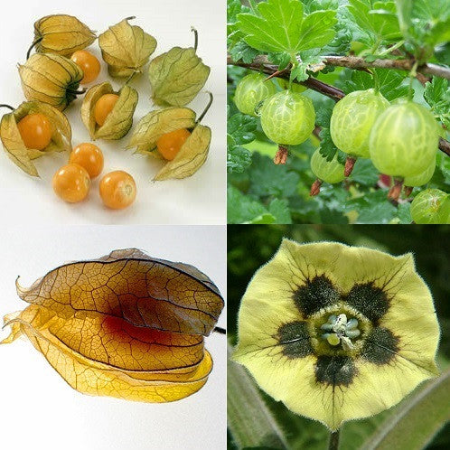 Cape Gooseberry - Bulk Fruit / Berry Seeds - 1 000 Seeds