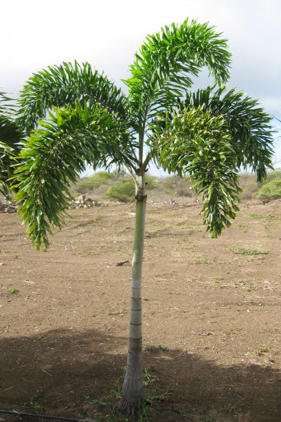 Foxtail Palm - Wodyetia bifurcata - Exotic Palm - 5 Seeds