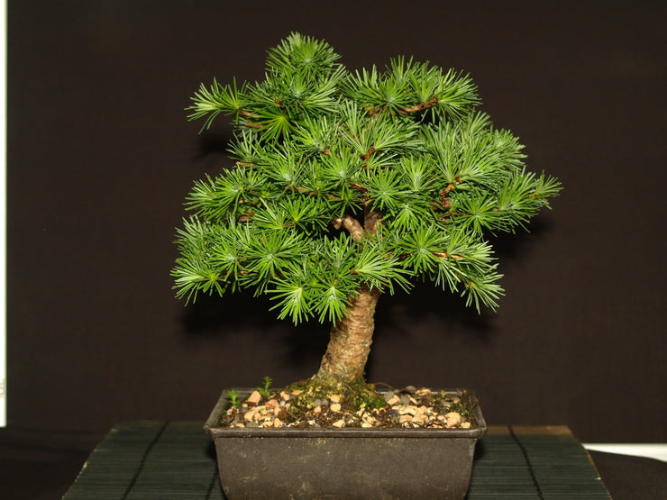 Japanese Larch - Larix kaempferi - Blue Rabbit Larch - Exotic Tree / Bonsai Tree - 5 Seeds