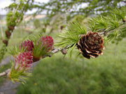 Japanese Larch - Larix kaempferi - Blue Rabbit Larch - Exotic Tree / Bonsai Tree - 5 Seeds