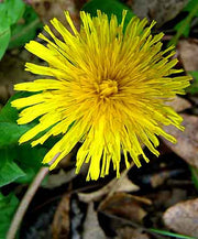 Dandelion - Taraxacum Officinale - Medicinal Perennial - 20 Seeds