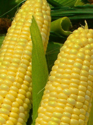 Golden Bantam Sweetcorn - Heirloom Vegetable - 10 Seeds