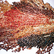 Mixed Colour Broom Corn - Zea mays - Ornamental Vegetable - 10 Seeds