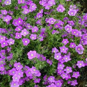 Nierembergia hippomanica - Purple Robe Cup Flower - Annual Flower - 100 Seeds