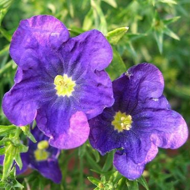 Nierembergia hippomanica - Purple Robe Cup Flower - Annual Flower - 100 Seeds