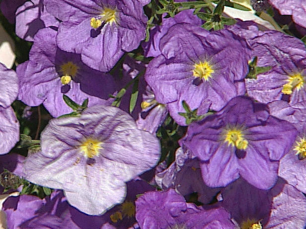 Nierembergia hippomanica - Purple Robe Cup Flower - Annual Flower - 100 Seeds