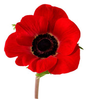American Legion Poppy - Papaver Rhoeas "American Legion" - Annual Flower - 500 Seeds