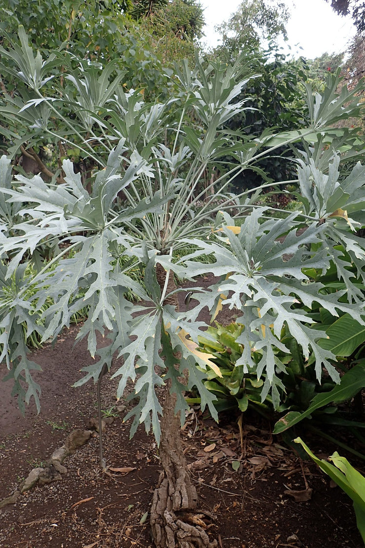 Cussonia transvaalensis - Grey Cabbage Tree - Indigenous South African Tree - 10 Seeds