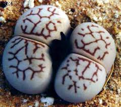 Dinteranthus van zylii - Indigenous South African Succulent - 10 Seeds