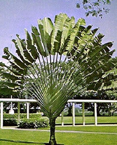 Travellers Palm - Ravenala Madagascarensis - Seeds