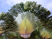 Travellers Palm - Ravenala Madagascarensis - Seeds