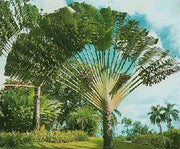 Travellers Palm - Ravenala Madagascarensis - Seeds