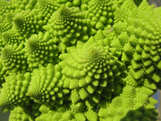 Romanesco Broccoli - Fractal Head Cauliflower - Brassica Oleracea - Exotic Vegetable - 20 Seeds