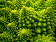 Romanesco Broccoli - Fractal Head Cauliflower - Brassica Oleracea - Exotic Vegetable - 20 Seeds
