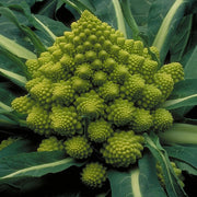 Romanesco Broccoli - Fractal Head Cauliflower - Brassica Oleracea - Exotic Vegetable - 20 Seeds