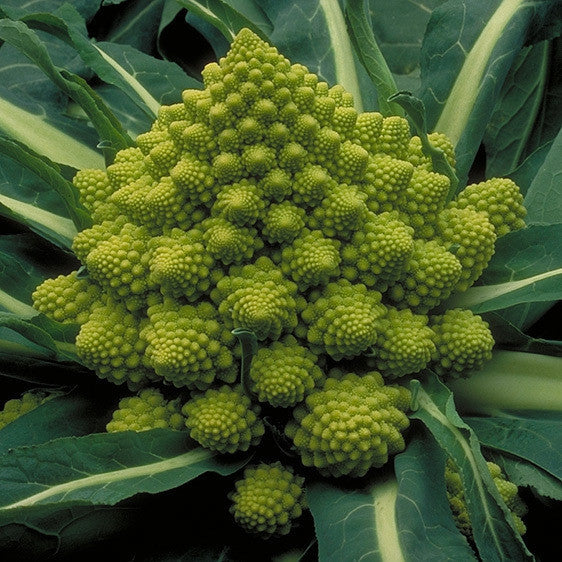 Romanesco Broccoli - Fractal Head Cauliflower - Brassica Oleracea - Exotic Vegetable - 20 Seeds