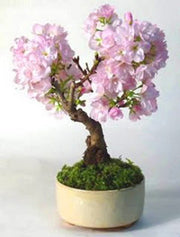 Japanese Flowering Cherry - Prunus serrulata - Flowering Tree / Bonsai Tree - 5 Seeds