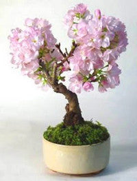 japanese flowering cherry bonsai tree for sale Japanese Flowering Cherry - Prunus serrulata Seeds