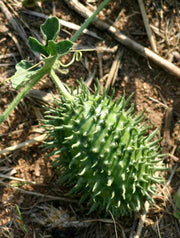 Cucumis zeyheri - Indigenous South African Vine - 10 Seeds