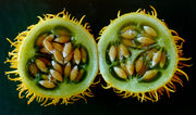 Cucumis zeyheri - Indigenous South African Vine - 10 Seeds