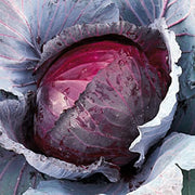 Red Jewel Cabbage - F1 Hybrid - Brassica oleracea - 20 Seeds